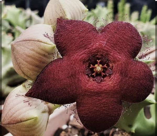Caralluma melanantha